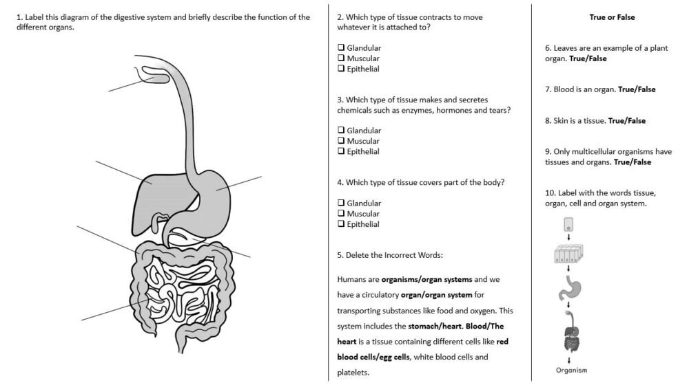 Preview of worksheet slide