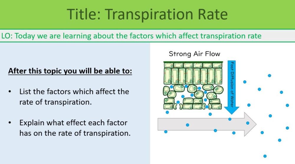 Transpiration Rate LO GCSE Biology Topic 2 Organisation: Transpiration Rate Lesson Objectives