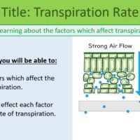 Transpiration Rate LO GCSE Biology Topic 2 Organisation: Transpiration Rate Lesson Objectives