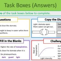 Transpiration Rate Task Boxes GCSE Biology Topic 2 Organisation: Transpiration Rate Task Boxes Exercise