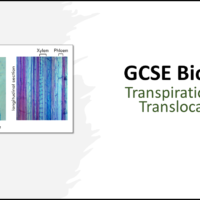 Transpiration and Translocation GCSE Biology TITLE GCSE Biology Topic 2 Organisation: Transpiration/Translocation title slide