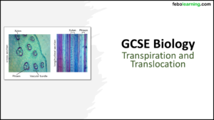 GCSE Biology Topic 2 Organisation: Transpiration/Translocation title slide