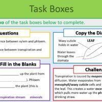 Transpiration and Translocation Task Boxes GCSE Biology Topic 2 Organisation: Transpiration/Translocation Lesson Thumbnails