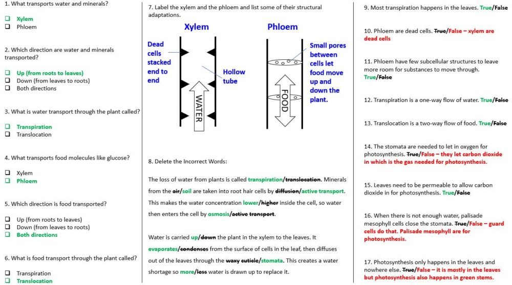 Transpiration and Translocation Worksheet Transpiration and Translocation Worksheet