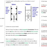 Transpiration and Translocation Worksheet Transpiration and Translocation Worksheet