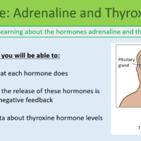 GCSE Biology Topic 5: Adrenaline and Thyroxine Lesson Objectives