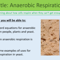 GCSE Biology Topic 4: Anaerobic Respiration Learning Objectives