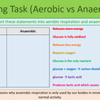 GCSE Biology Topic 4: Anaerobic Respiration sorting task