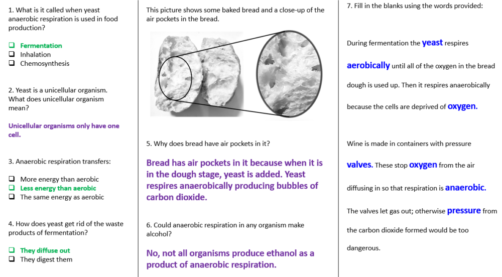 Anaerobic Respiration Worksheet