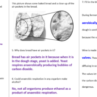 Anaerobic Respiration Worksheet