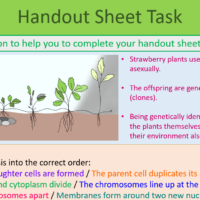 Asexual Reproduction Handout Sheet Task