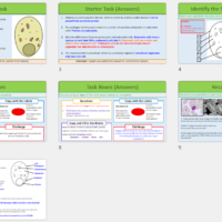 GCSE Biology Topics 1-3: Revision Case Study (Malaria) lesson slide thumbnails