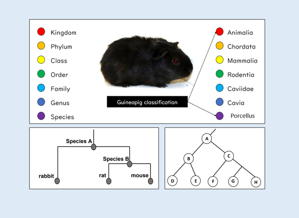 Classification and Evolutionary Trees Lesson Illustration