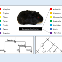 Classification and Evolutionary Trees Lesson Illustration