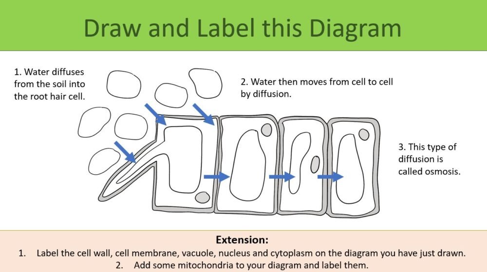Draw and label task