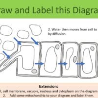 Draw and label task