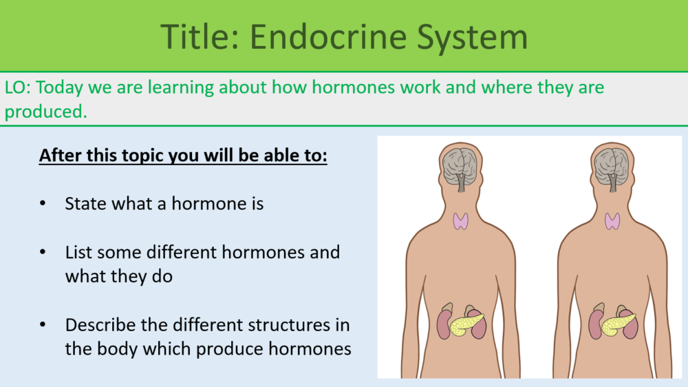 GCSE Biology Topic 5: Endocrine System Lesson Objectives