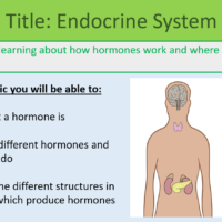 GCSE Biology Topic 5: Endocrine System Lesson Objectives