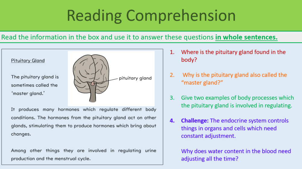 Endocrine System Reading Comprehension