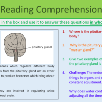 Endocrine System Reading Comprehension