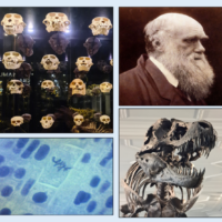 Evolution Illustration