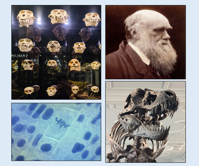 Evolution Illustration