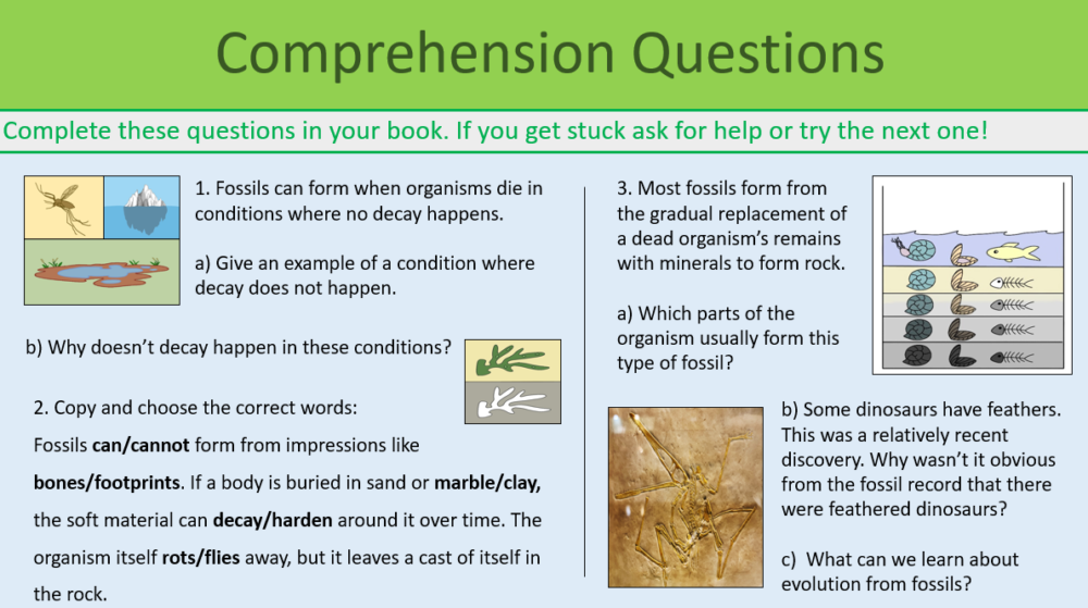 GCSE Biology Topic 6 Fossil Comprehension Questions