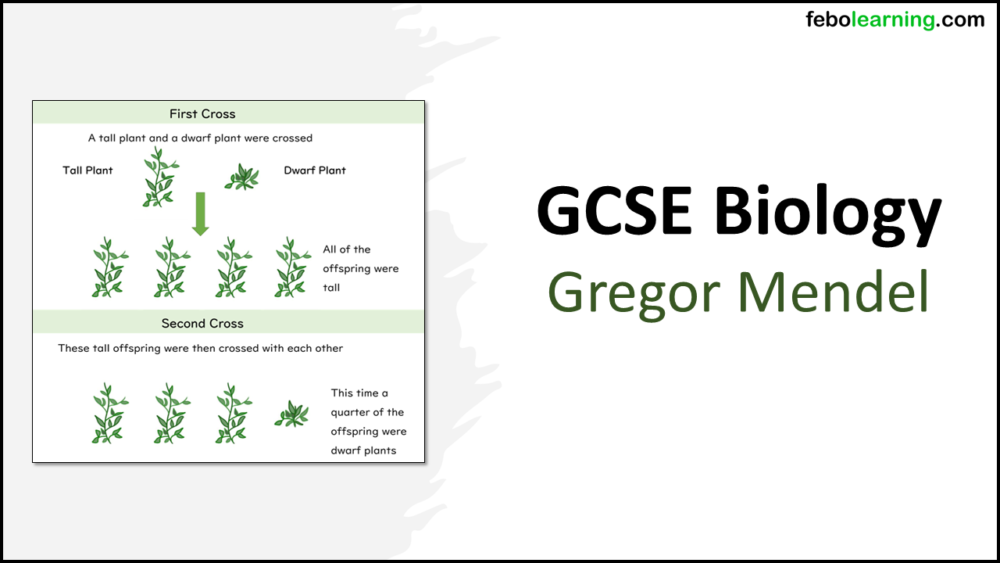 GCSE Biology Topic 6 Gregor Mendel
