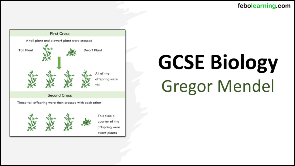 GCSE Biology Topic 6: Gregor Mendel - febolearning.com