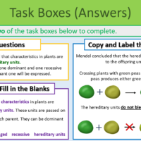 GCSE Biology Topic 6 Gregor Mendel Task Boxes