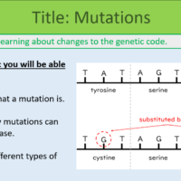 GCSE Biology Topic 6 Mutations Lesson Objectives