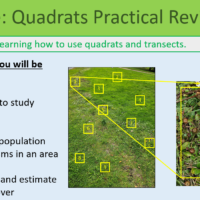 GCSE Biology Topic 6 Quadrats Practical Revision Learning Objectives