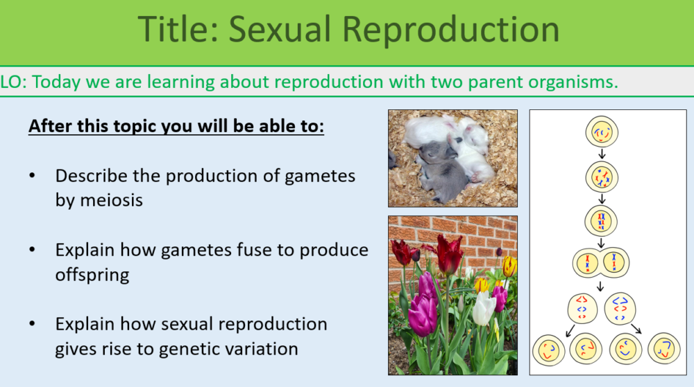 GCSE Biology Topic 6 Sexual Reproduction Learning Objectives