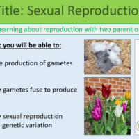GCSE Biology Topic 6 Sexual Reproduction Learning Objectives