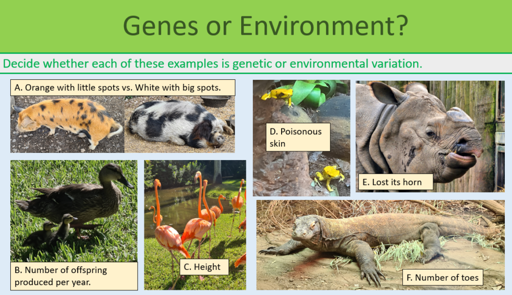 GCSE Biology Topic 6 Variation Genes or environment