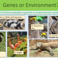 GCSE Biology Topic 6 Variation Genes or environment