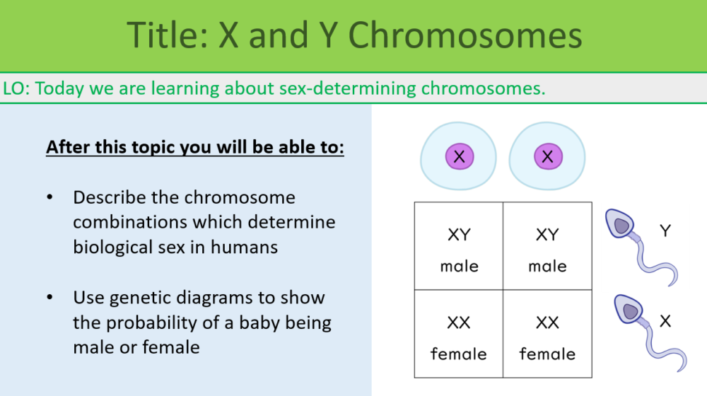 GCSE Biology Topic 6: X and Y Chromosomes
