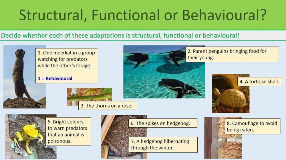 GCSE Biology Topic 7 Competition Class Task