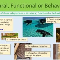 GCSE Biology Topic 7 Competition Class Task