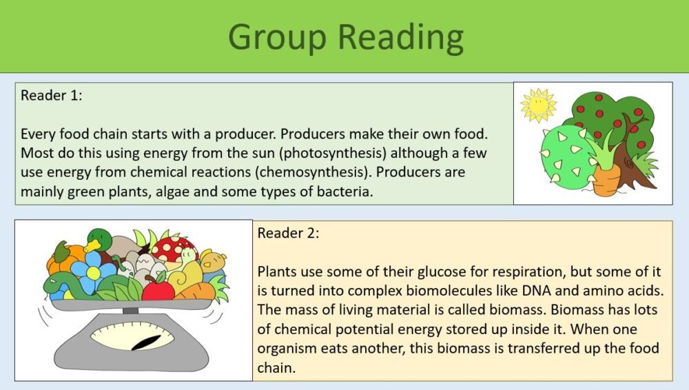 GCSE Biology Topic 7 Food Chains and Trophic Levels Group Reading
