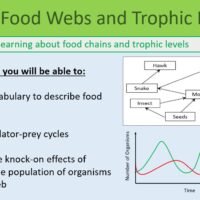 GCSE Biology Topic 7 Food Chains and Trophic Levels Learning Objectives