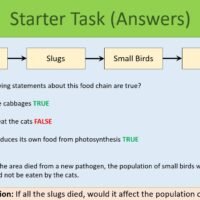 GCSE Biology Topic 7: Food Chains and Trophic Levels