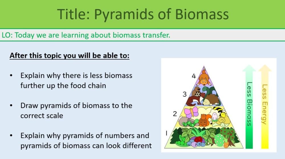GCSE Biology Topic 7 Pyramids of Biomass Learning Objectives
