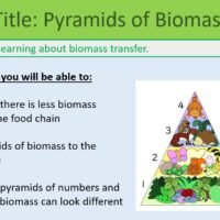 GCSE Biology Topic 7 Pyramids of Biomass Learning Objectives