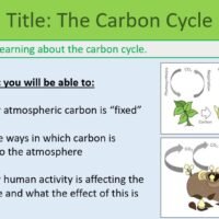 GCSE Biology Topic 7 The Carbon Cycle Learning Objectives