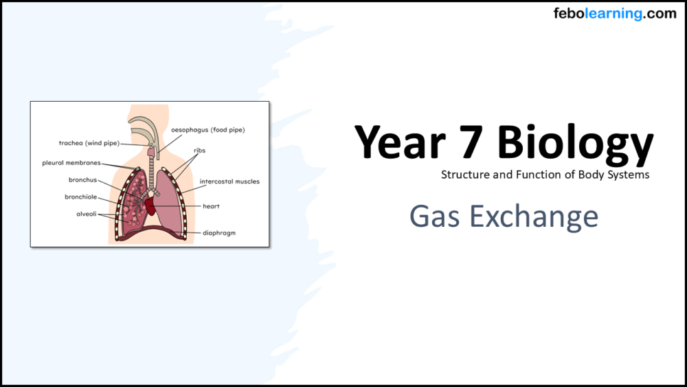 Gas Exchange Year 7 Key Stage 3 Title