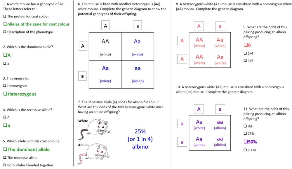 Genetic Diagrams Worksheet
