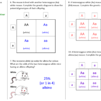 Genetic Diagrams Worksheet