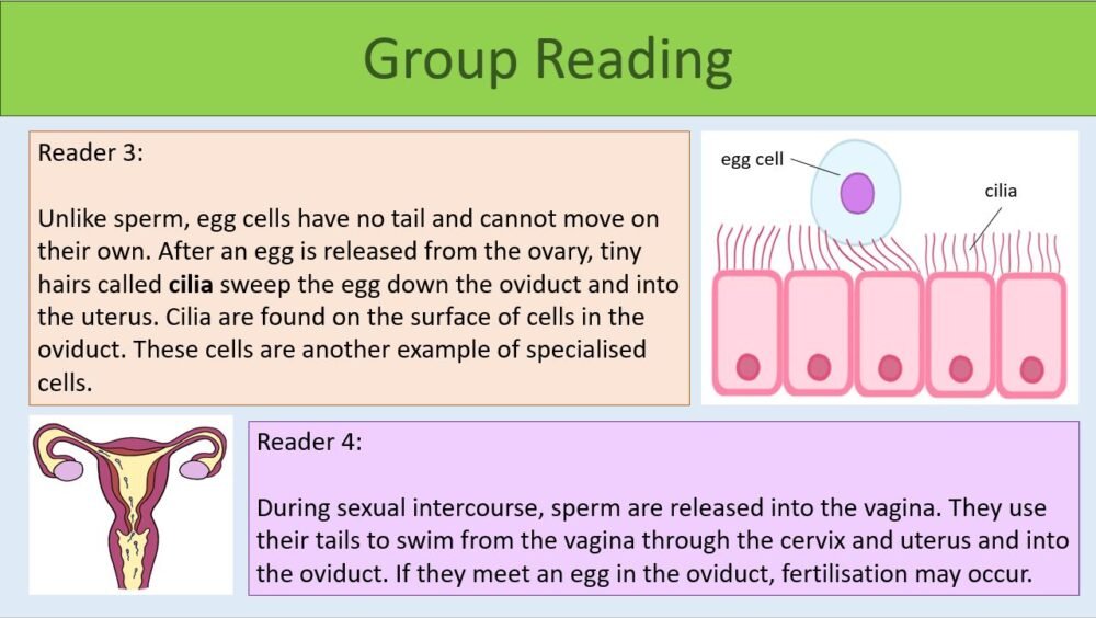 Group Reading Task
