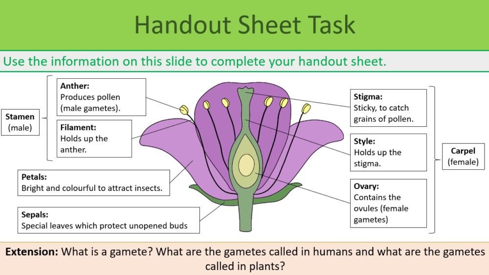 Handout Sheet Activity